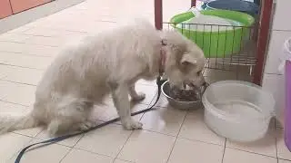 Derek Foong, Mojo just had her dinner.  7thFeb2021Sunday #StayAtHome #MojoLovesToEat