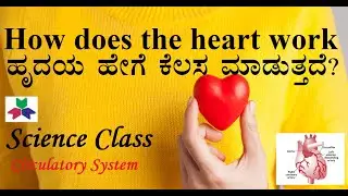 Heart and Circulatory system-ಹೃದಯ-ರಕ್ತ ಪರಿಚಲನೆ ವ್ಯವಸ್ಥೆ (Kannada & English)