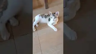 Funniest Cat 🐈😸🐈😸  #Shorts