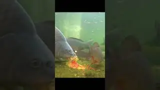 Atunci cand o montura nu este 