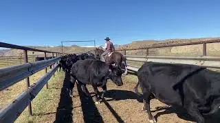 Fruit Snacks, Wyo Ranch Horse Sale 2026