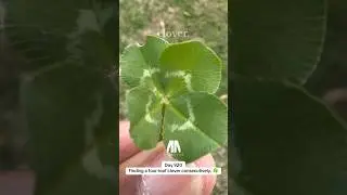 День 920 &mdash; Последовательное нахождение четырёхлистного клевера. 🍀