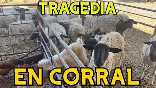 Perros mataron más de 40 chivas… así es el campo real en Zacatecas