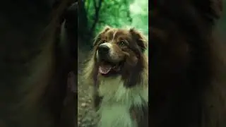 Il pensait partir en balade… 🥺 #acting #fiction #abandonanimal #pov #chien