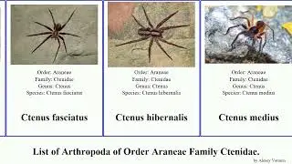 List of Arthropoda of Order Araneae Family Ctenidae. ctenus phoneutria wolf spiders rufus fera