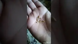 الحبوب التي يأكلها عصفور الزيبرا 🐦
