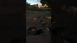 Ep. 416 - Dinner for the street cats. 