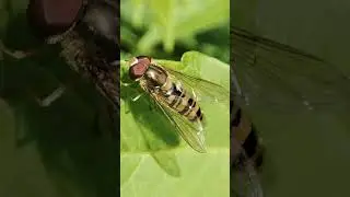 Муха мармеладна (Episyrphus balteatus) &mdash; вид двокрилих комах родини Дзюрчалки (Syrphidae)