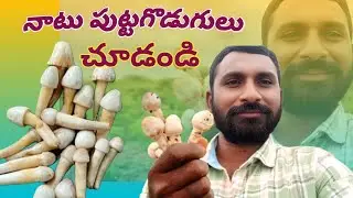 చిట్టి అడవికి పుట్టగొడుగుల కోసం వెళ్లాను🍄🍄 ll mushroom hunting in telugu ll #mushroom