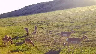 Pronghorn on the Wild Horse Camera Aug 20 2025