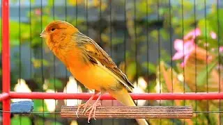 Spectacular Canary Song for 10 Minute Warm Up HD &ndash; Canary Warm Up 160