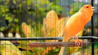Canto lindo em HD do can&aacute;rio-belga &mdash; perfeito para treinar e estimular o acasalamento!