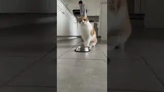 The Bowl Strikes Again