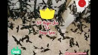 Suara Walet ‼️ SP Raja Jos Vs Inap Goa