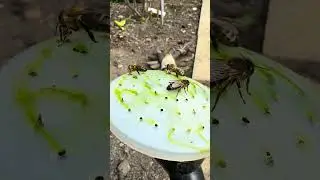 Bees enjoying my algae watering can #allotmentlife #gardening #allotmentuk #allotment