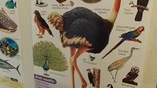 Lukas'milestones( Let's talk about Birds)