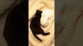 Cat + Bunny = double fluff overload! 🐱🐰💤 | #shorts #cute #cat #bunny #sleepyduo