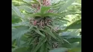 Quality cannabis Cambridge