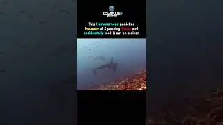 Sharks Terrified of Orcas Underwater 💀🌊 #shorts