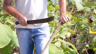 Greenis Timber Nursery Specialist - Teak Root -