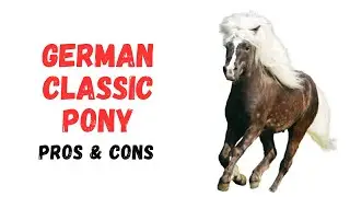 German Classic Pony  Horse Pros and Cons - German Classic Pony Horse Advantages and Disadvantages