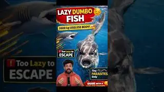 Lazy Dumbo Sun fish explained in kannada #animals #animalsfacts #ocean