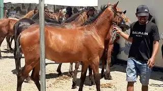 THE DREAM HORSE OF HORSE LOVERS | HORSE SALES BUSINESS