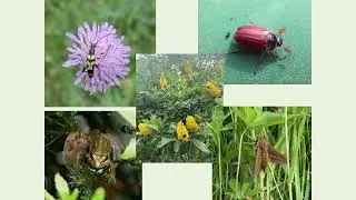 LCEP Biodiversity Workshop 17 October 2025