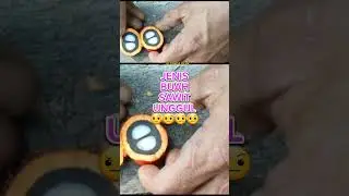 JENIS BIBIT SAWIT YANG UNGGUL