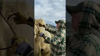 Camel Spit