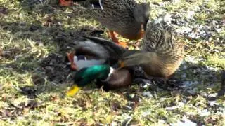 Lame duck in Gallup Park