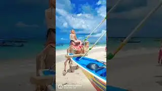 Enjoy Camels Ride at Kelan Beach, Bali | Bali Camel Adventure