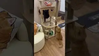 TwoTwo&rsquo;s Sneaky Pounce on OneOne 😹🐾 | Tiny Paw