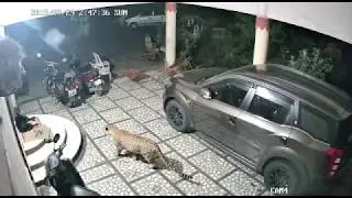 Wild Leopard enters home to hunt pet Dog cctv footage 😨😨