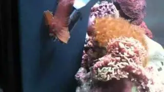 Leaffish