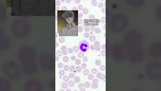 real life Cells At Work/Hataraku Saibo
