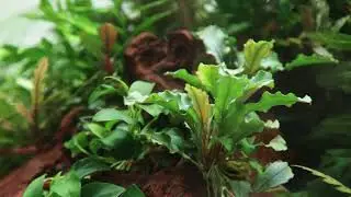 Bucephalandra pygmaea  Bukit Kelam