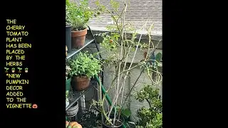 #DECLUTTERORGANIZESTYLEREFRESHTHEGARDEN   CHERRY TOMATO PLANT MOVED🍅*NEW PUMPKIN DECOR ADDED🎃