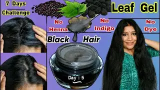 Day-5 : Intense Black Hair Without Henna, Indigo, Dye & Reverse Premature Hair Greying Naturally