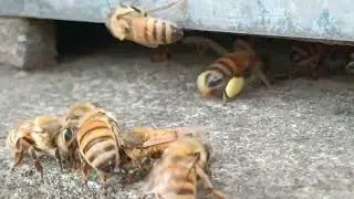Drinking nectar in front of the nest, the foragers come and go.