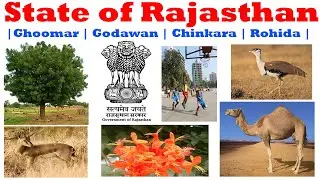 State Flower of Rajasthan  #gk #rayofgk  #gkinhindi #gkupdates #trending GKC#4