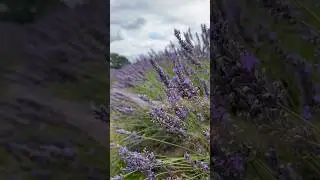 Mayfield #Lavender Farm 💜 #travel #england
