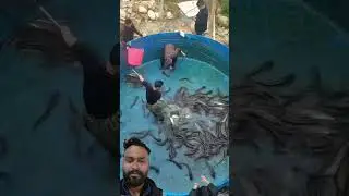Amazing Fish Farming Technique 🔥  Wild Adventures #quran #areywahreaction #facts #viral #fishfarming
