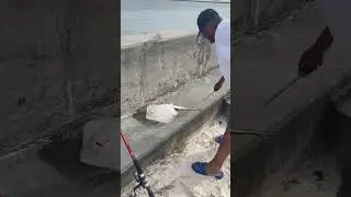 First catch on the brick wall in Gulf shores, Alabama!! 🦐🦐