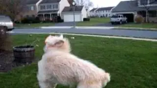 Copper Chasing Birtay