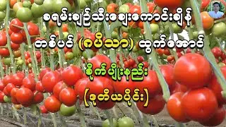 ခရမ်းချဉ်သီးစျေးကောင်းချိန် အသီးများများသီးအောင် စိုက်ပျိုးပြုစုနည်း အပိုင်း - ၂ Tomato Planting