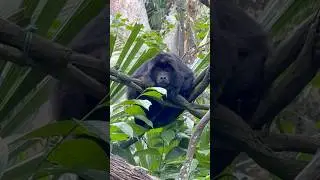 Black-and-gold Howler Monkey | Singapore Zoo #Singapore #Mandai