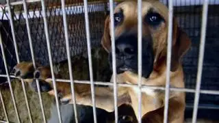 Actor Daniel Henney says no to dog meat