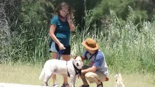 Man With Woman Walking Dogs At The River - Panasonic FZ80 Zoom Test 4K