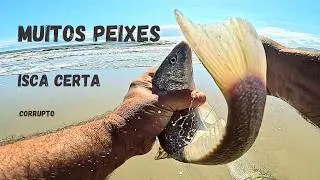 Pescaria de praia e muitas capturas! ##pescadepraia #fishing #peixegrande #bigfish #borapescar #isca